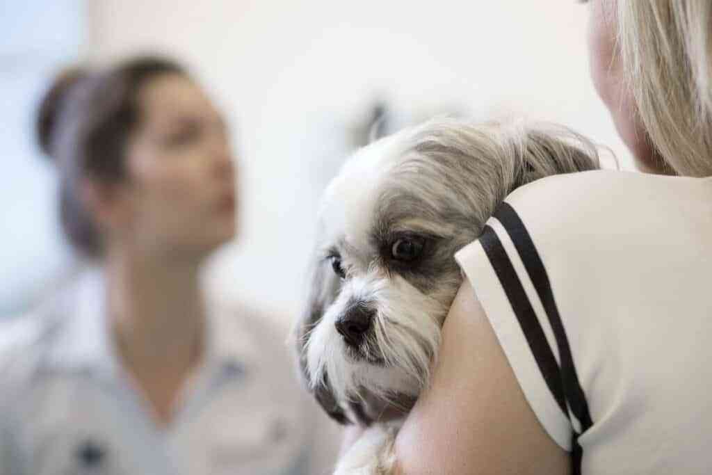servio veterinario alta calidad
