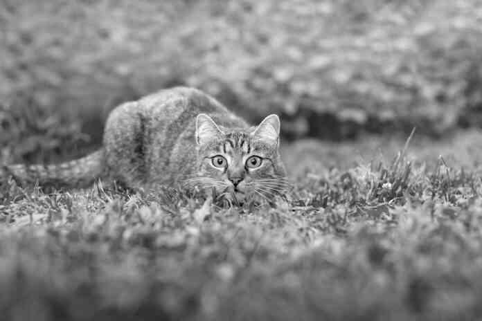 gato_carnívoro estricto