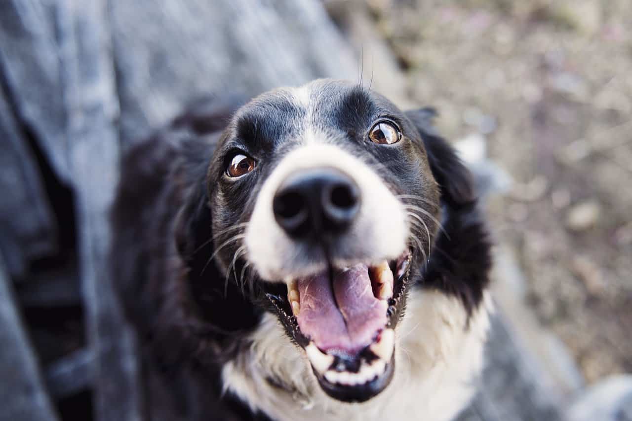 Nuevo seguro obligatorio para perros: Todo lo que necesitas saber