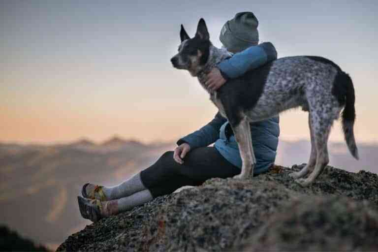 ¿Por qué el perro es el mejor compañero y amigo para el hombre? ¿Por qué el perro es el mejor compañero y amigo para el hombre?