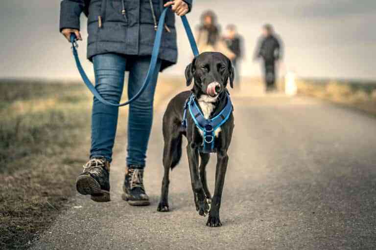 Cómo elegir la mejor correa para el perro Cómo elegir la mejor correa para el perro