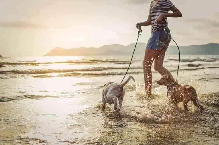 7 consejos para disfrutar de la playa en compañía de tu perro 7 consejos para disfrutar de la playa en compañía de tu perro