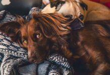 adiestramiento canino