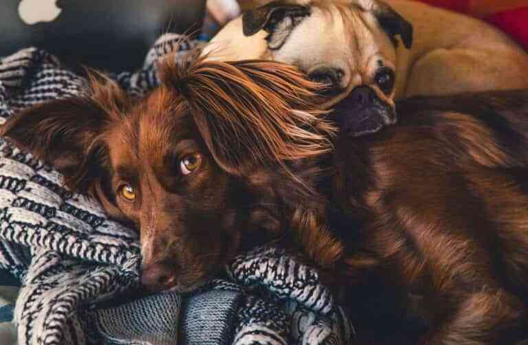 Tipos de adiestramiento canino