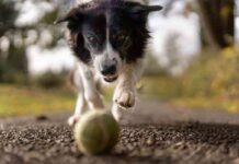 tipo adiestramientos caninos