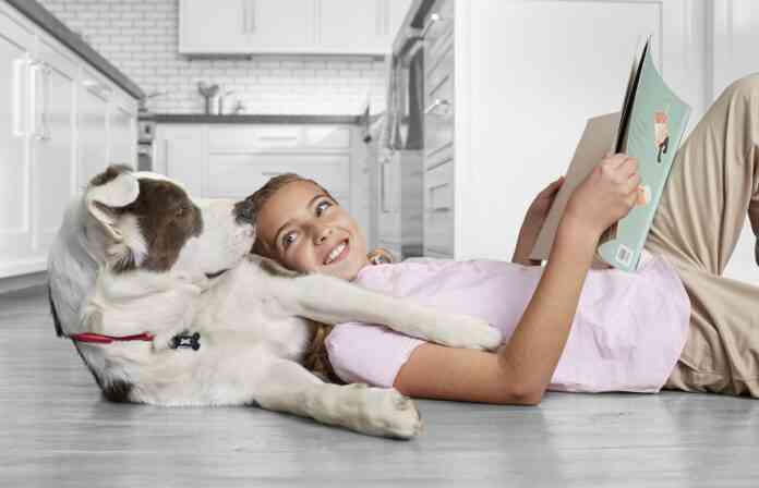 vuelta a la rutina mascotas