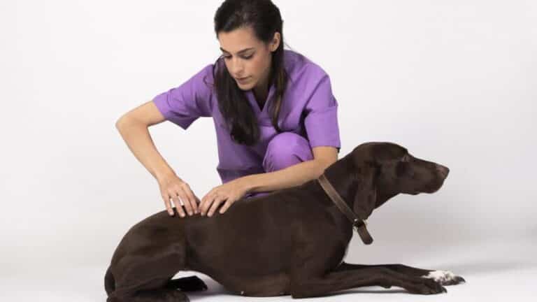 ¿Puede sufrir artritis reumatoide nuestra mascota?