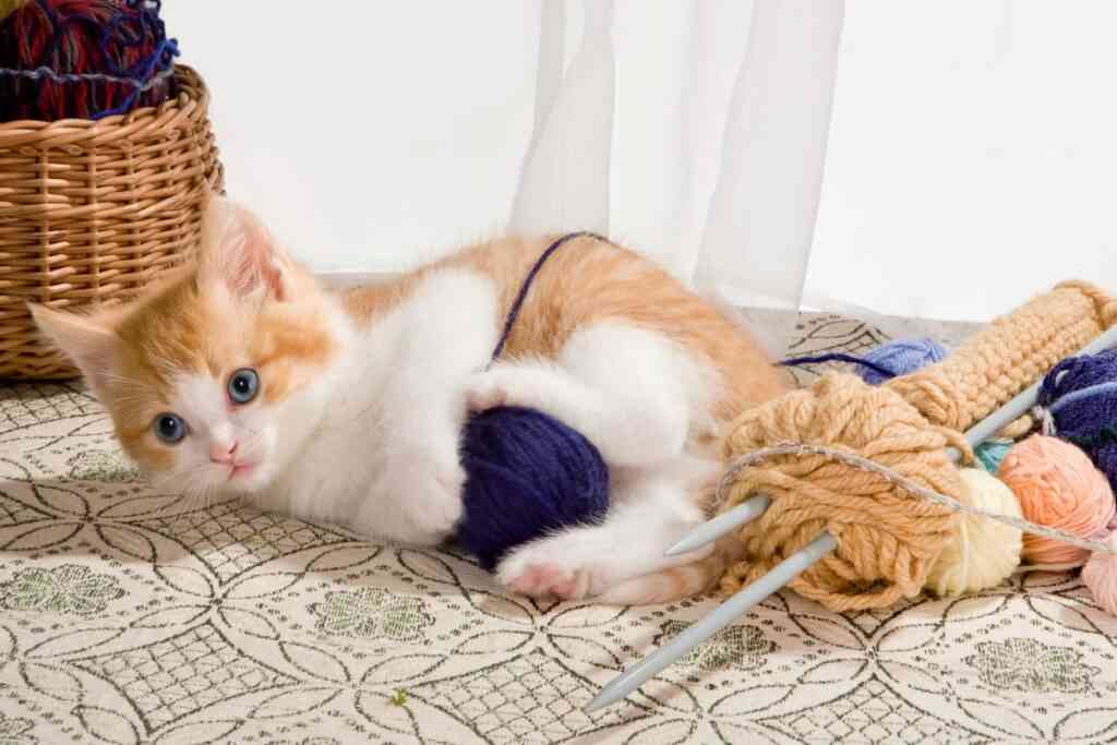 jugar lana gatos