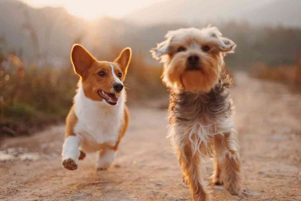 perros educados