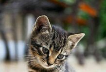 zoonosis en los gatos