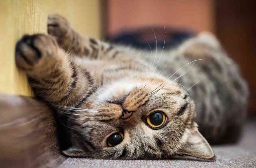 ¿Qué son las zoonosis en los gatos?
