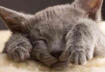 zoonosis en los gatos