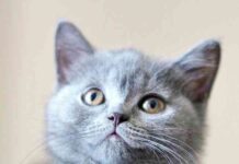 zoonosis en los gatos