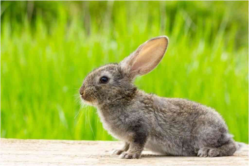 alimentacion de los conejos