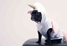 Disfraces navideños para mascotas