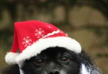 Disfraces navideños para mascotas
