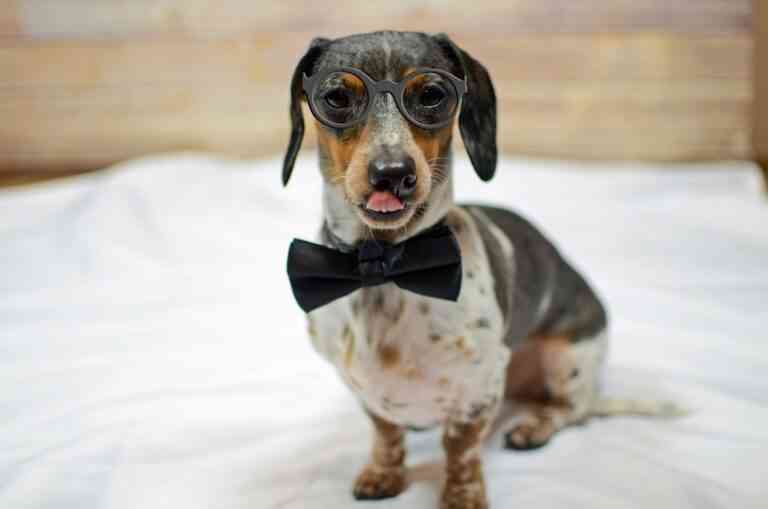 Divertidos disfraces navideños para mascotas Divertidos disfraces navideños para mascotas