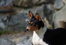 Raza Basenji