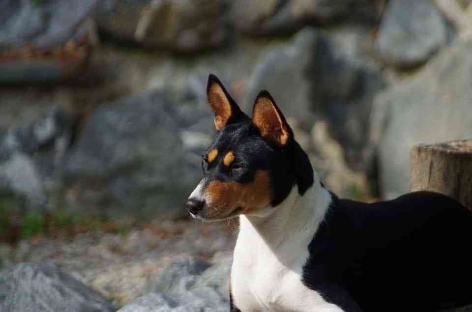 Raza Basenji