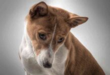 Raza Basenji