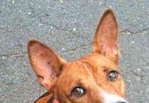 Raza Basenji
