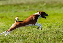 Raza Basenji