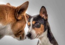 Raza Basenji