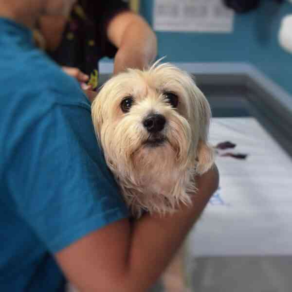 Electroquimioterapia: tratamiento innovador en la lucha contra el cáncer en mascotas