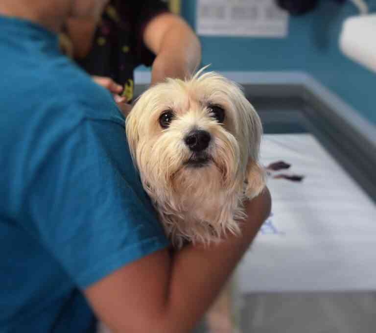 Electroquimioterapia: tratamiento innovador en la lucha contra el cáncer en mascotas Electroquimioterapia: tratamiento innovador en la lucha contra el cáncer en mascotas
