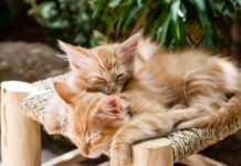 problemas urinarios en los gatos