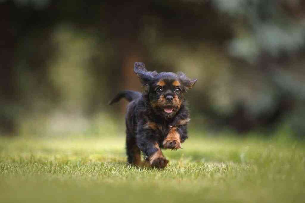 correa adecuada para el perro