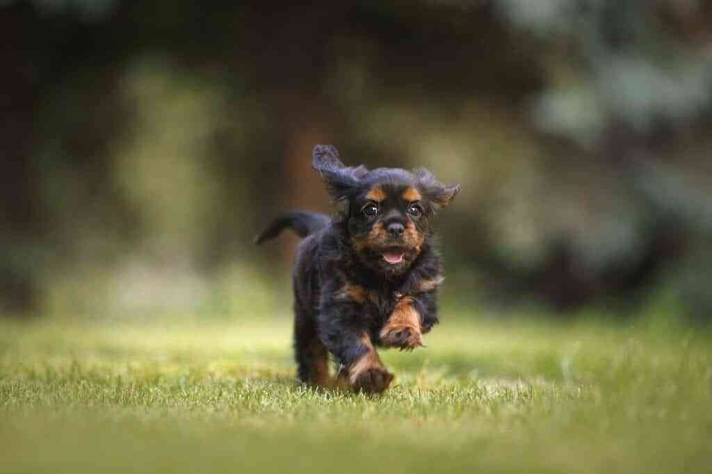 Cómo elegir la correa adecuada para mi perro