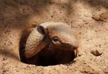 Curiosidades sobre los armadillos