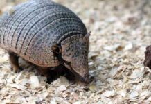 Curiosidades sobre los armadillos
