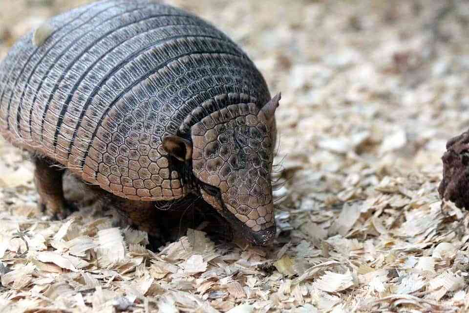 Curiosidades sobre los armadillos 