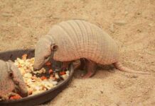 Curiosidades sobre los armadillos