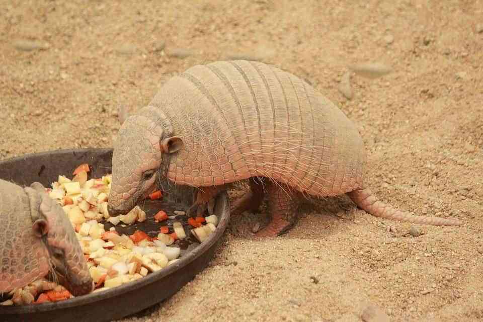 Curiosidades sobre los armadillos 