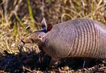Curiosidades sobre los armadillos
