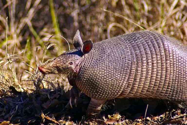 Curiosidades sobre los armadillos