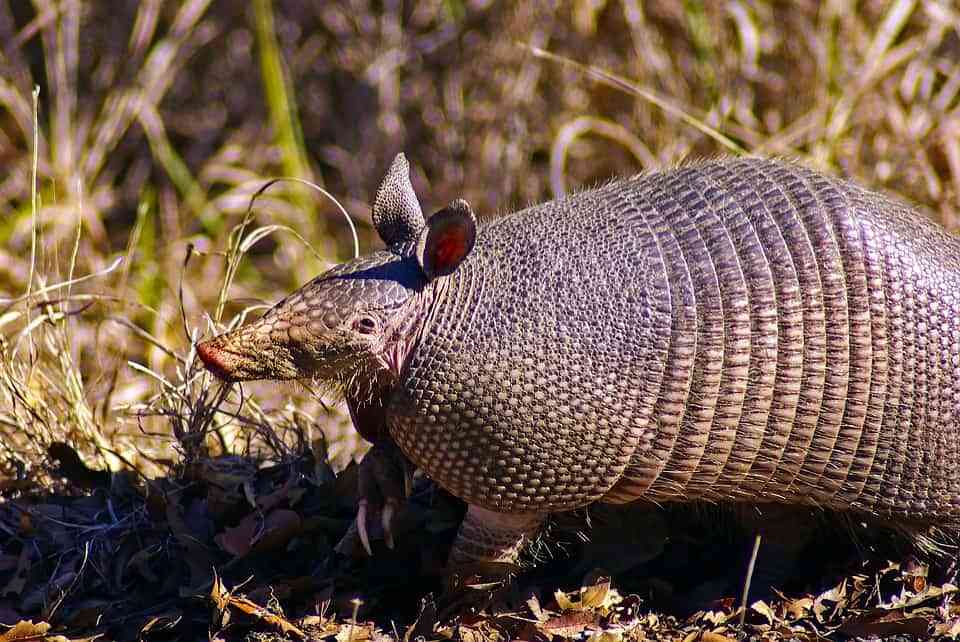 Curiosidades sobre los armadillos 