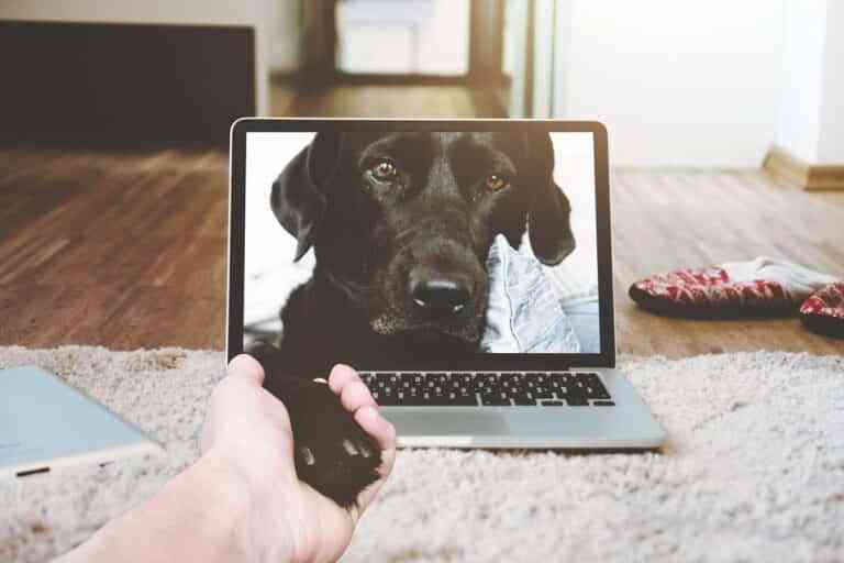 4 gadgets imprescindibles para un mejor cuidado de nuestra mascota