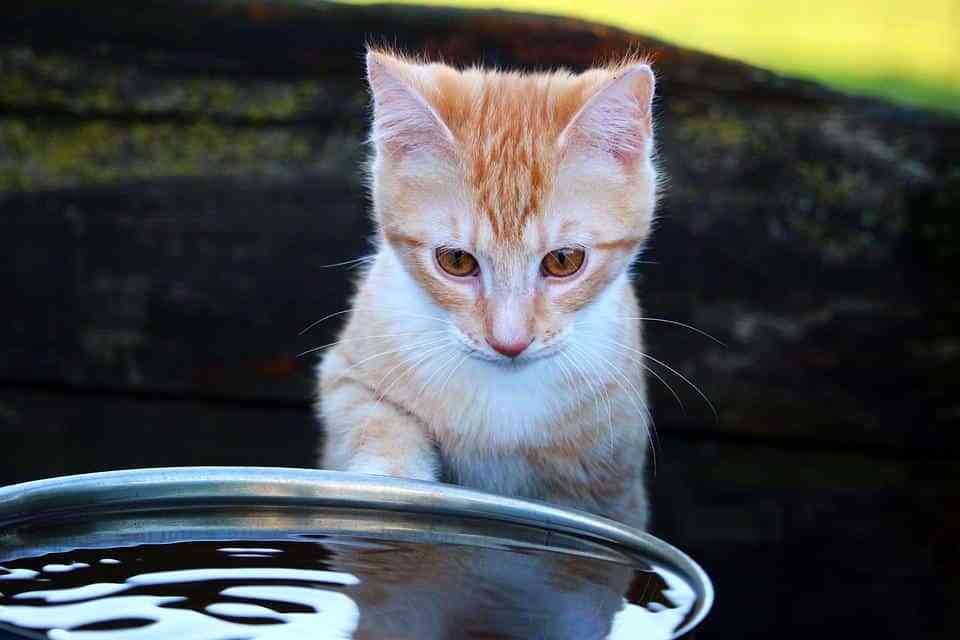 Bañar a los gatos