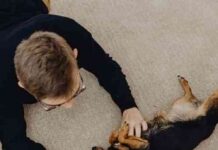 Mantener felices a los perros