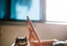 Mantener felices a los perros