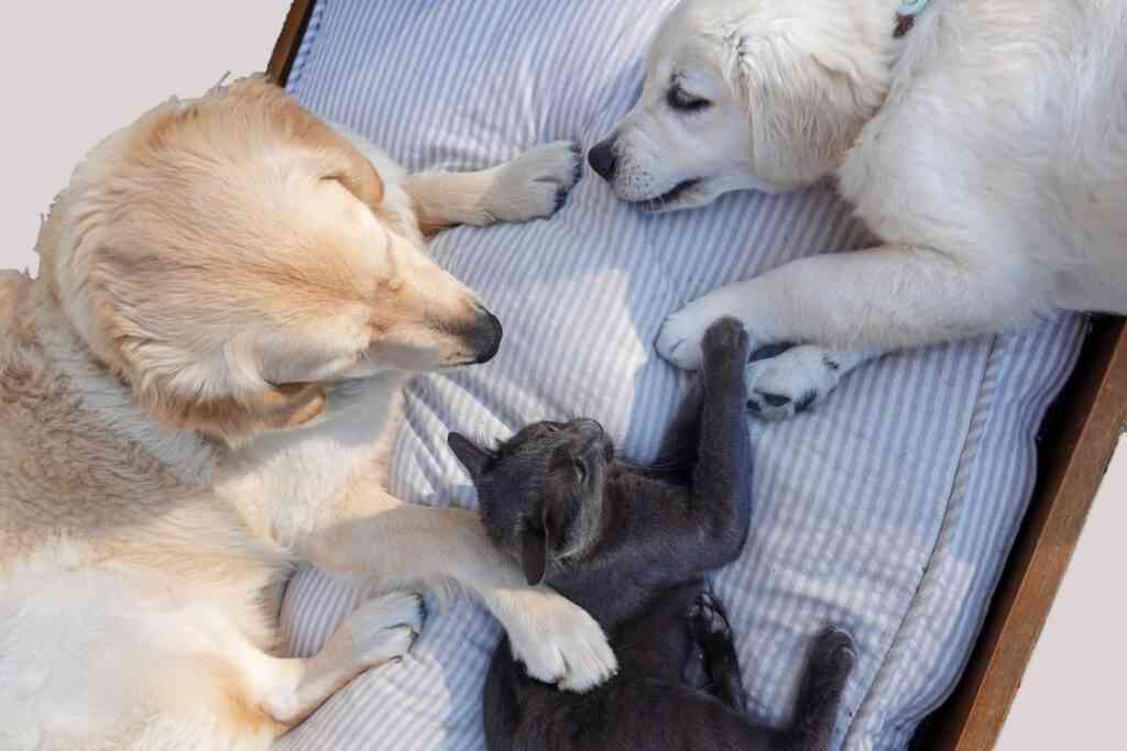 Mantener felices a los perros