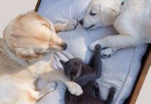 Mantener felices a los perros