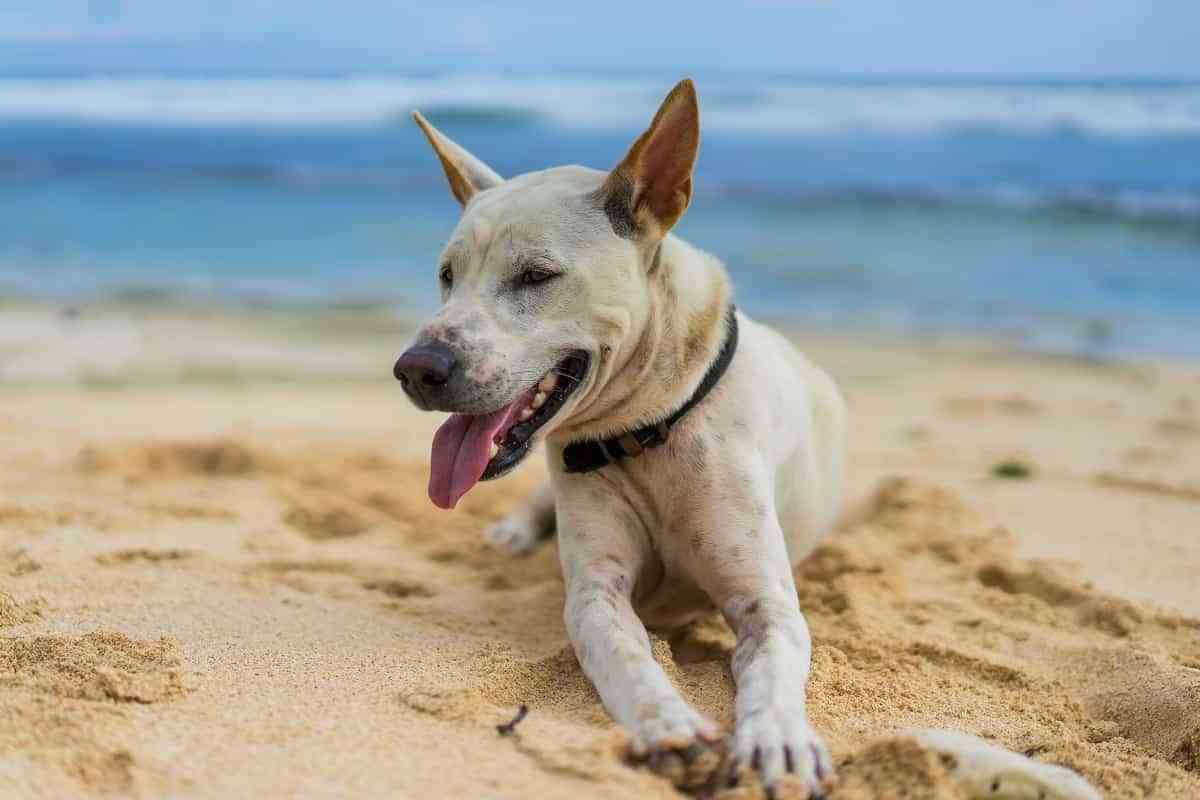 C Mo Detectar Un Golpe De Calor En Perros Mascotalia