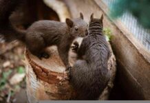 Recomendaciones para los roedores