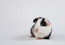 Recomendaciones para los roedores