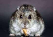 Recomendaciones para los roedores